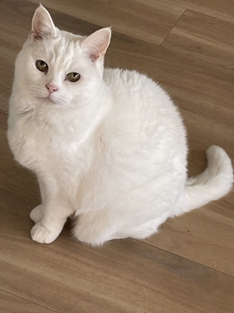 Photo of a sitting cat