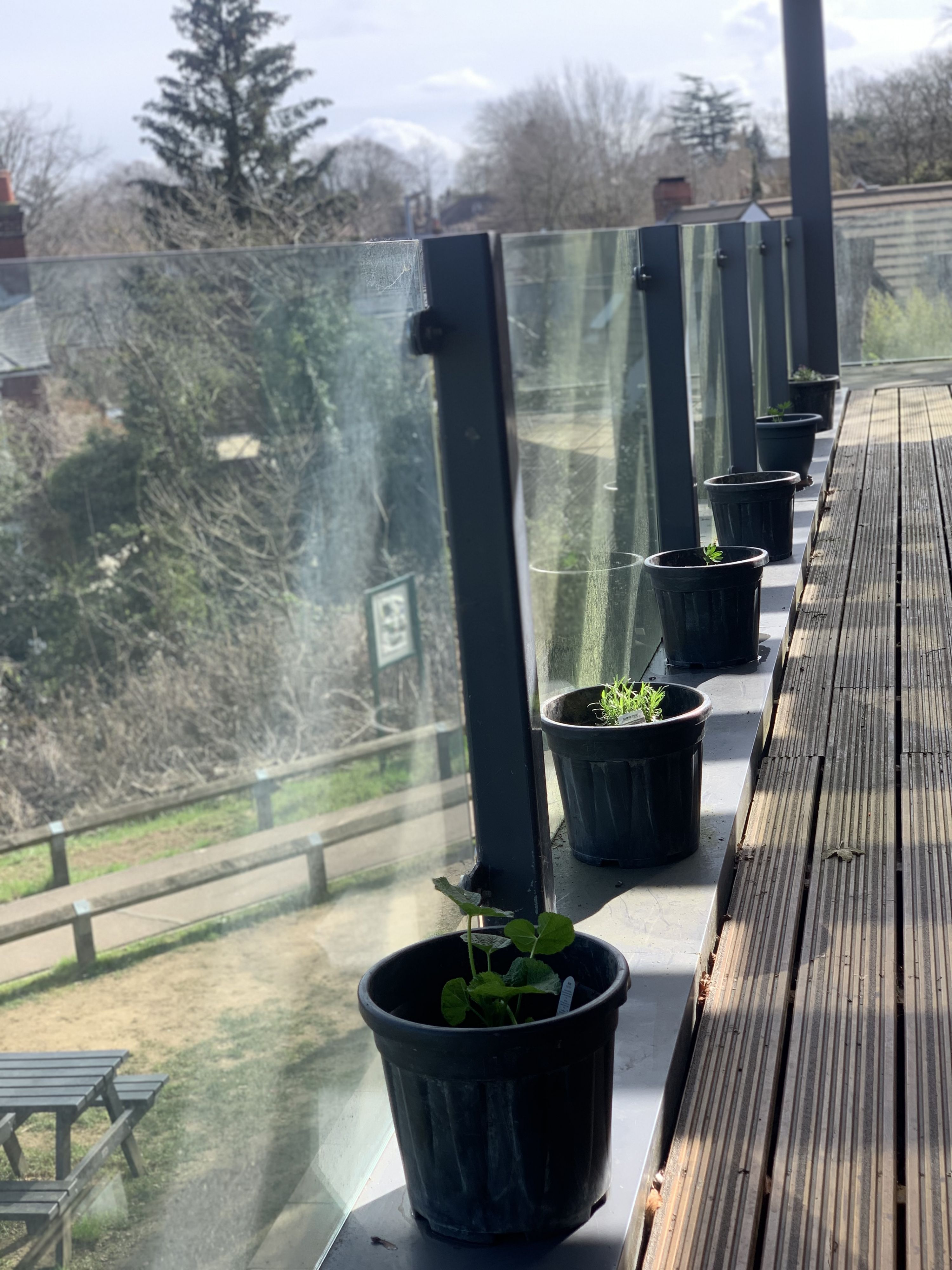 Photo of planters on the Sixth Form balcony